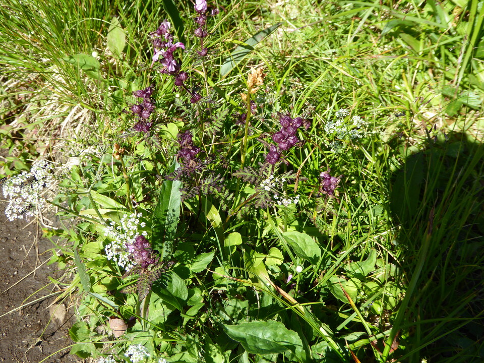 P1040975_mid.jpg