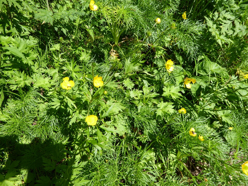 P1040995_mid.jpg