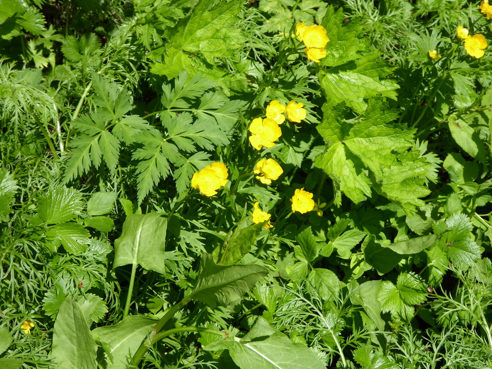 P1050003_mid.jpg