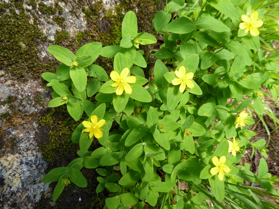P1050010_mid.jpg