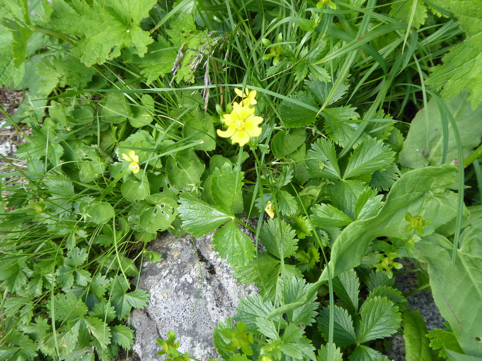P1050015_mid.jpg
