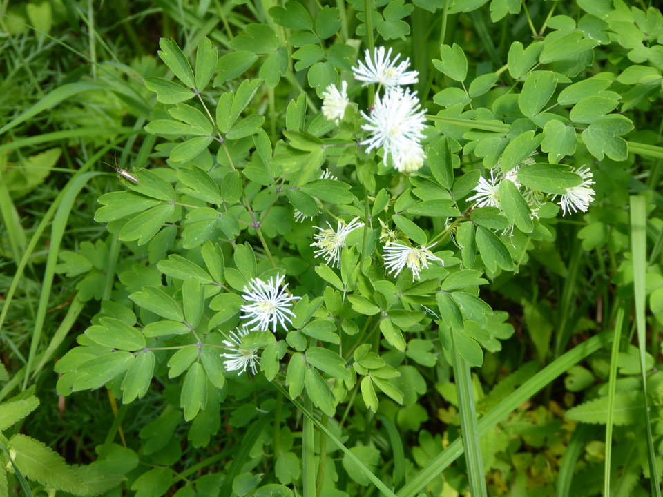 P1050024_mid.jpg