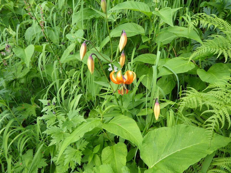 P1050025_mid.jpg