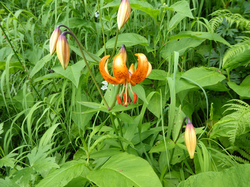 P1050026_mid.jpg