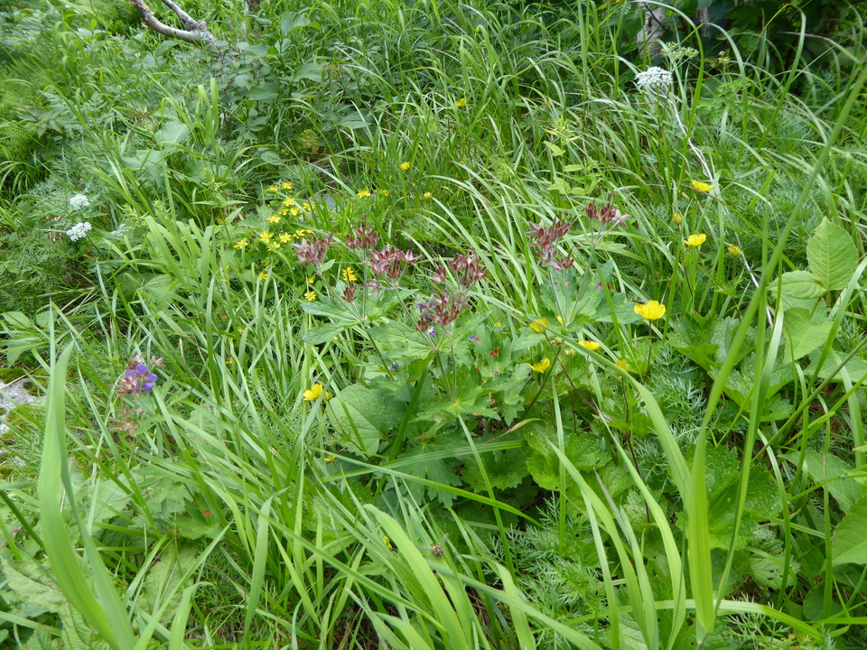 P1050029_mid.jpg