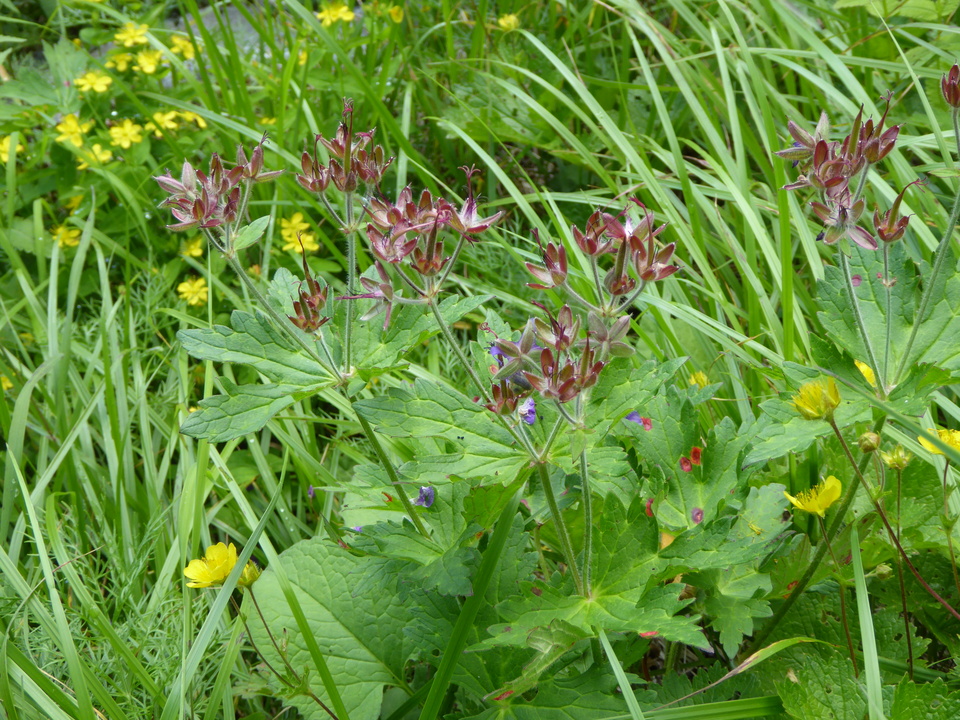 P1050030_mid.jpg