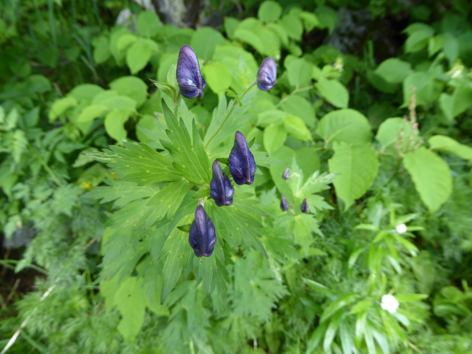 P1050036_mid.jpg