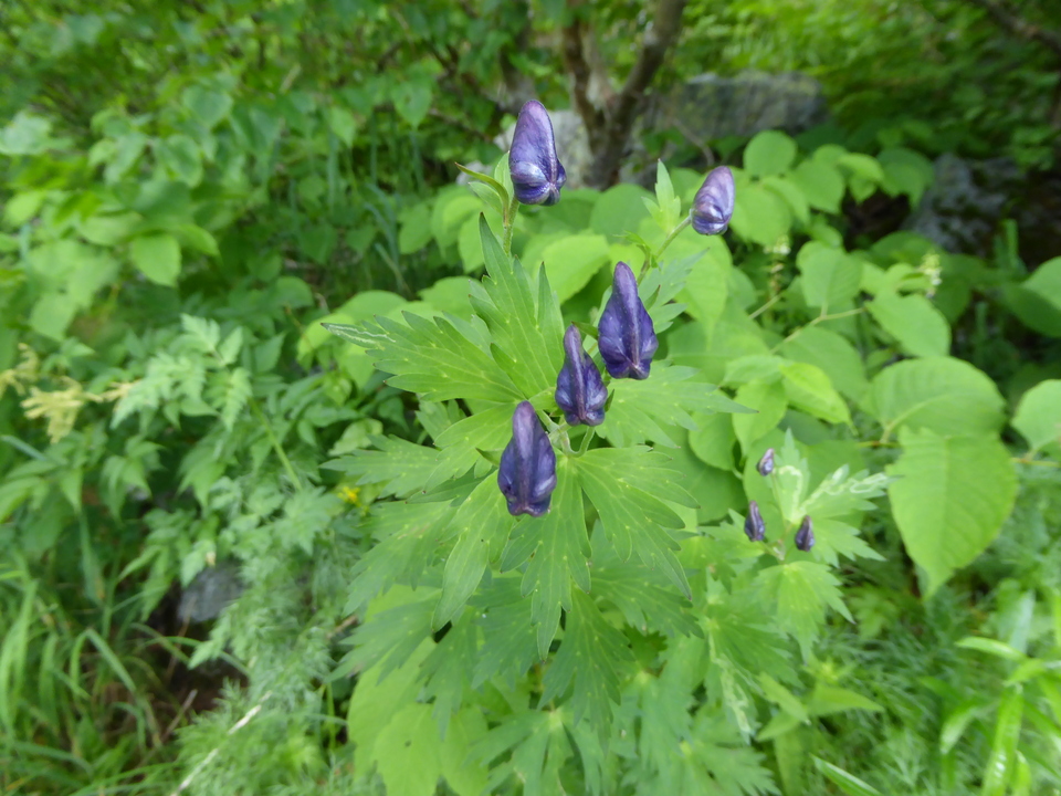P1050037_mid.jpg