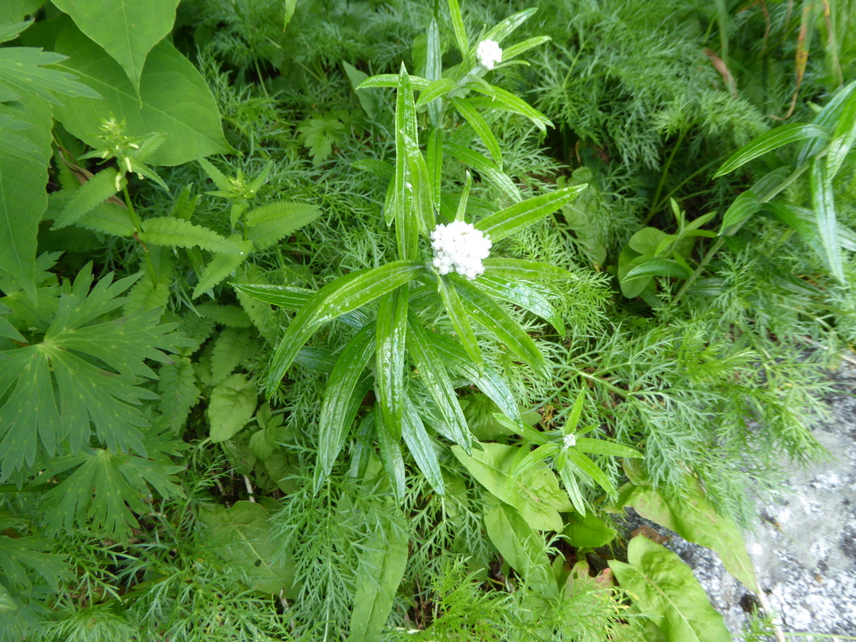 P1050038_mid.jpg
