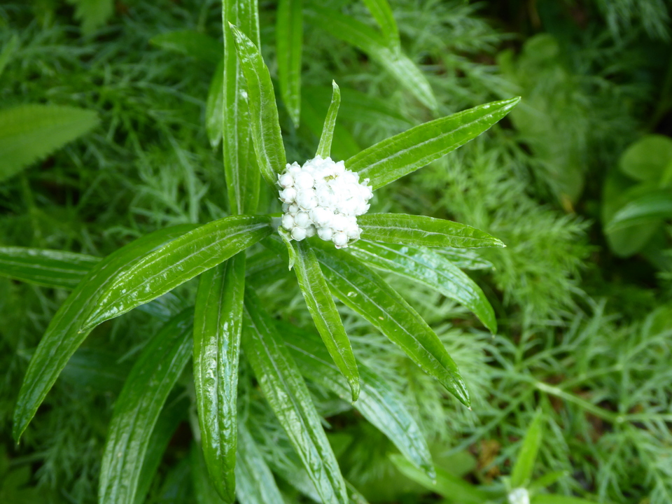 P1050039_mid.jpg