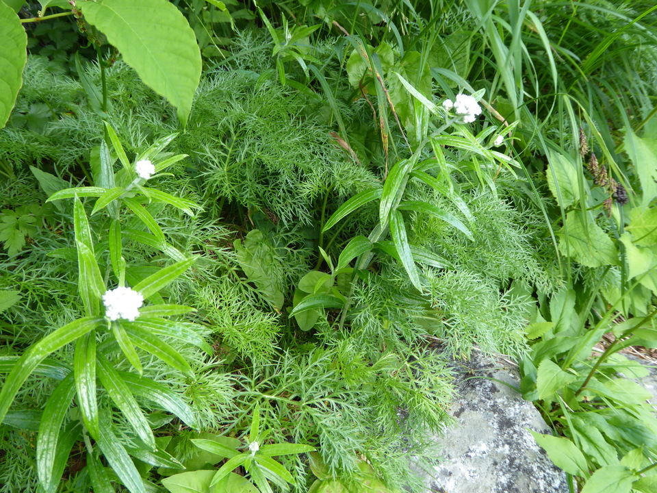 P1050041_mid.jpg