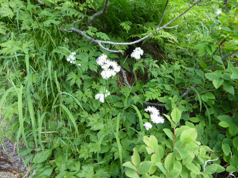 P1050064_mid.jpg