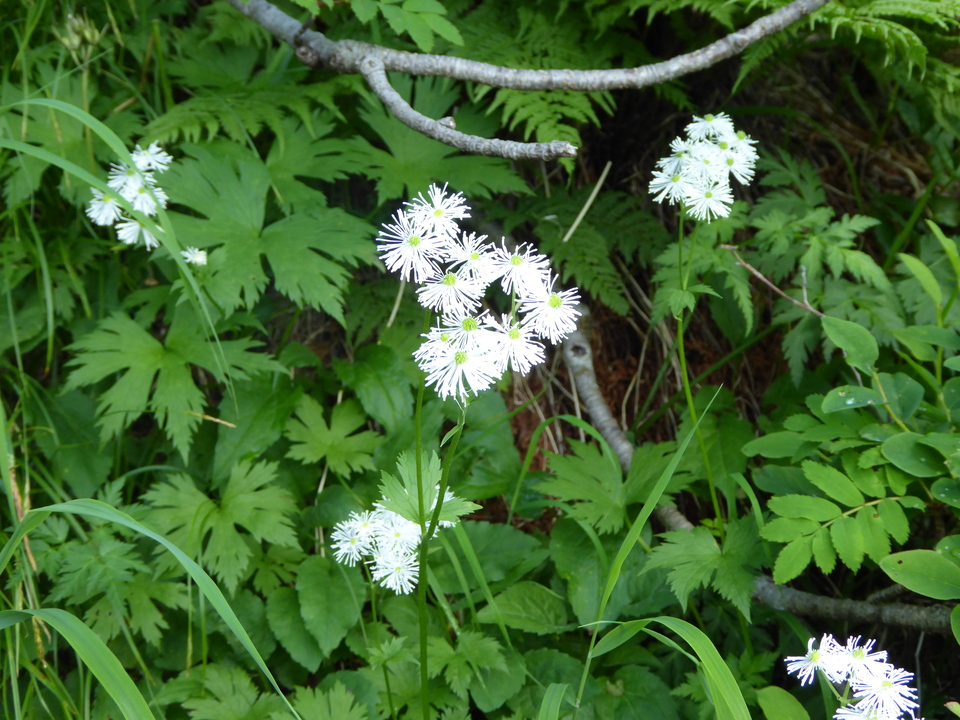 P1050065_mid.jpg
