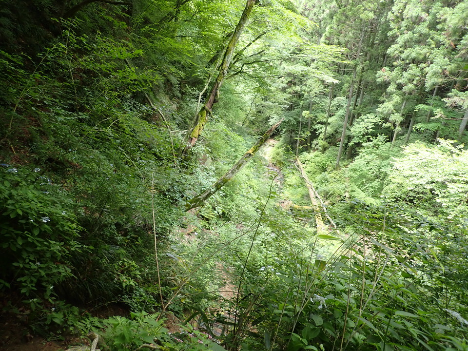 P6257291_mid.jpg