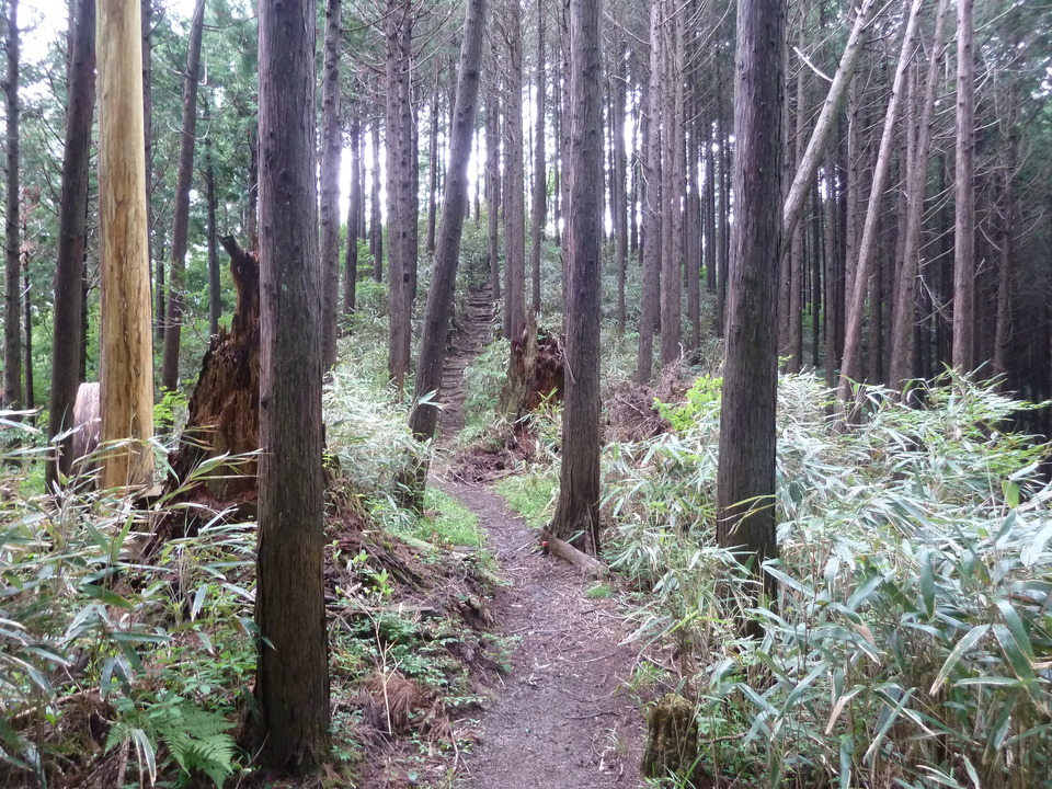 P1030312_mid.jpg