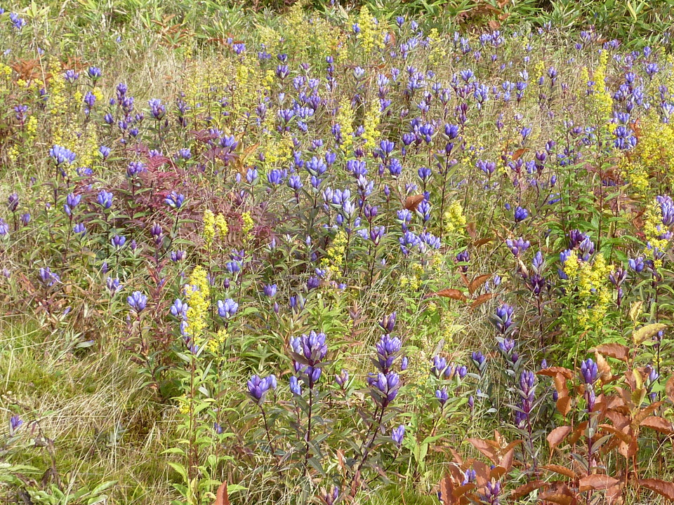 P1000207_mid.jpg
