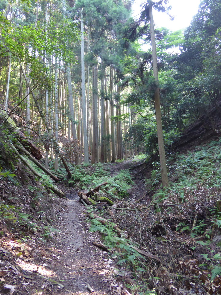 P1010255_mid.jpg