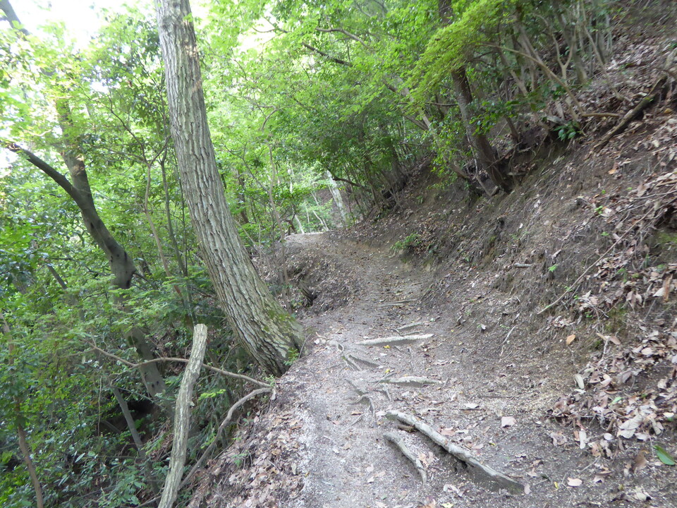 P1010275_mid.jpg