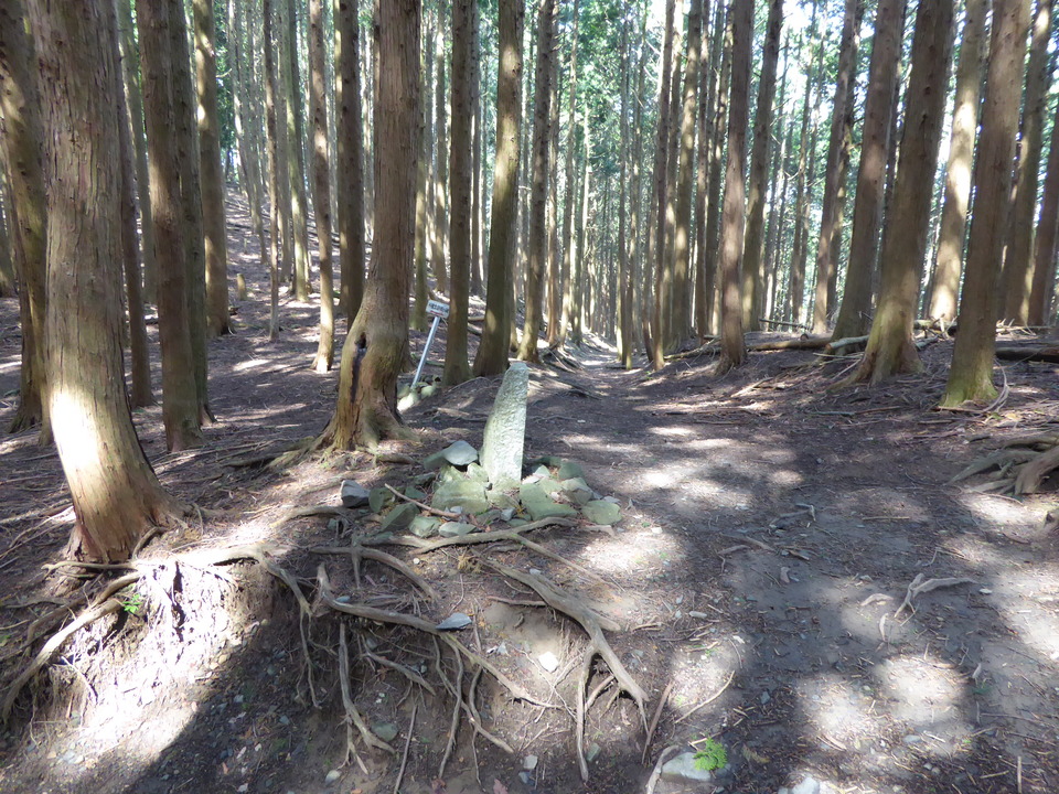 P1010315_mid.jpg