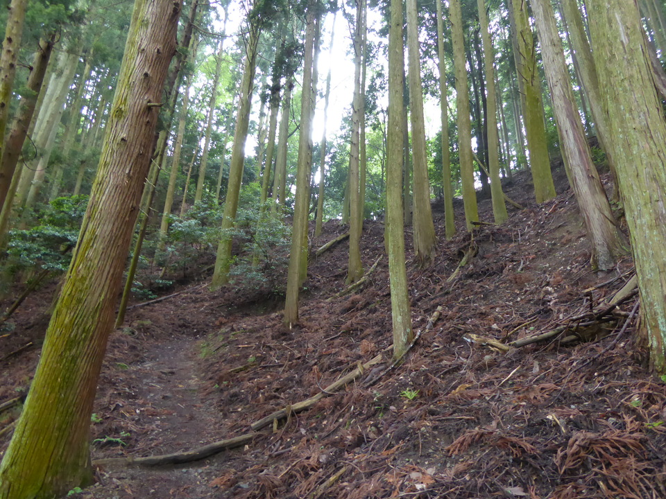 P1010634_mid.jpg