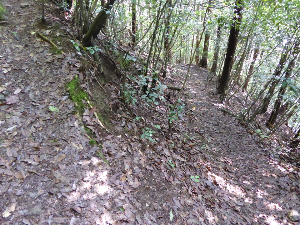 P1010724_mid.jpg