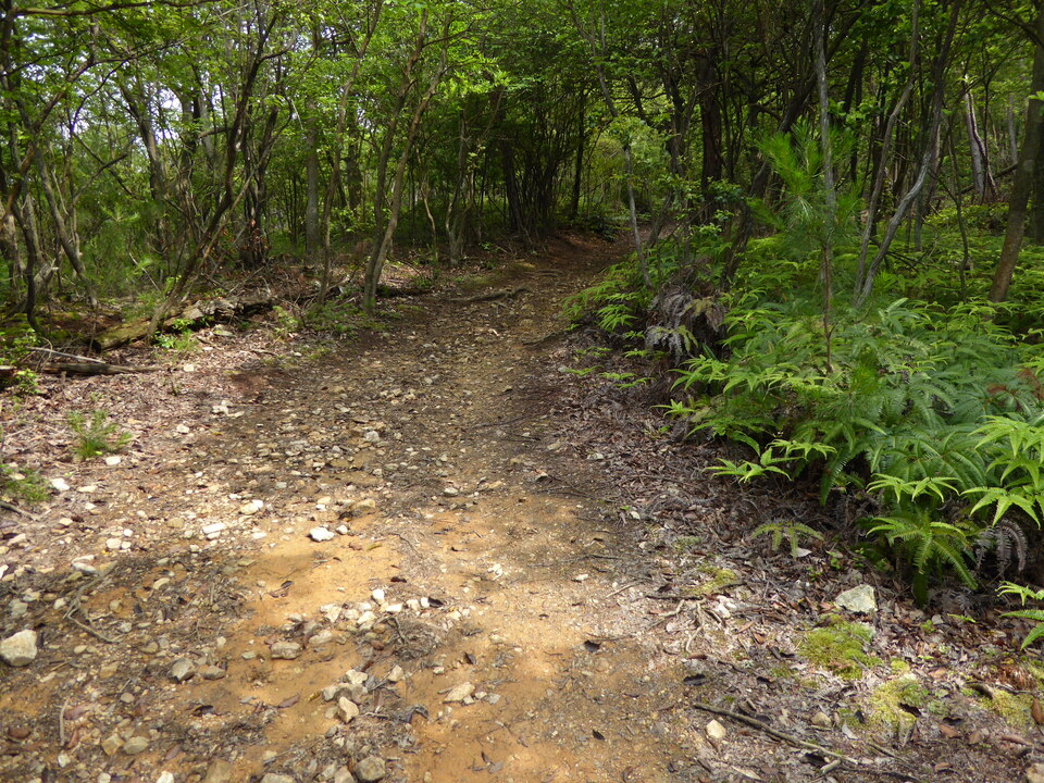 P1020057_mid.jpg