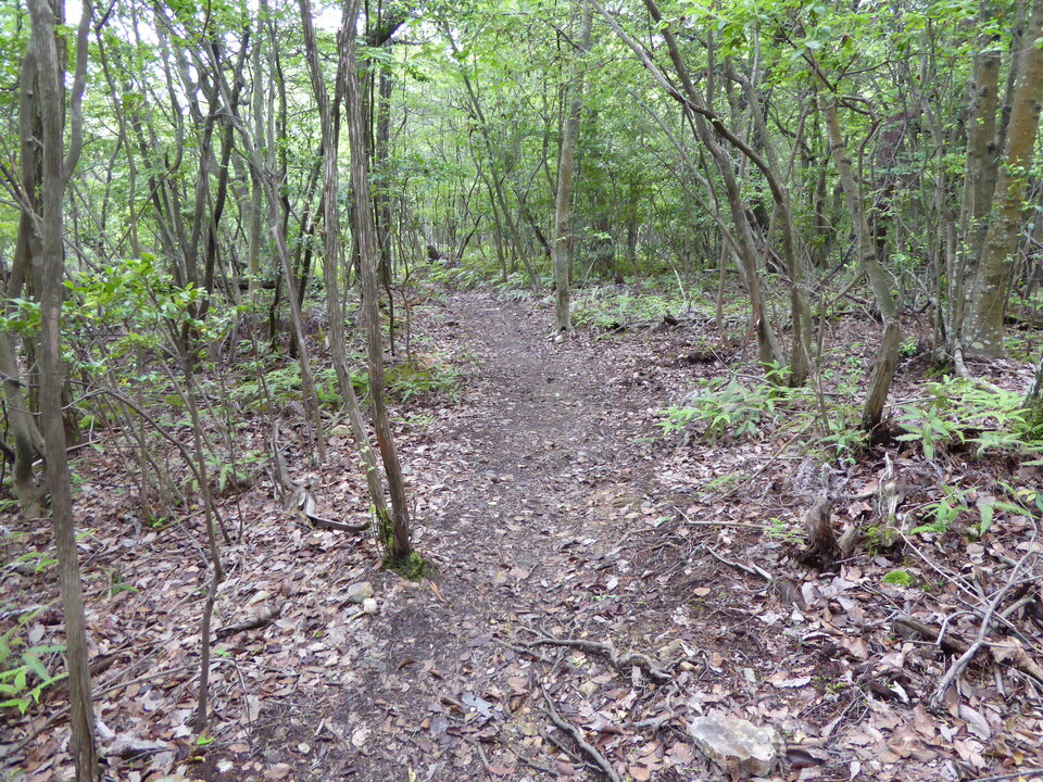 P1020082_mid.jpg