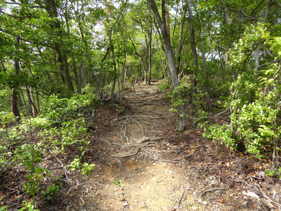 P1020120_mid.jpg