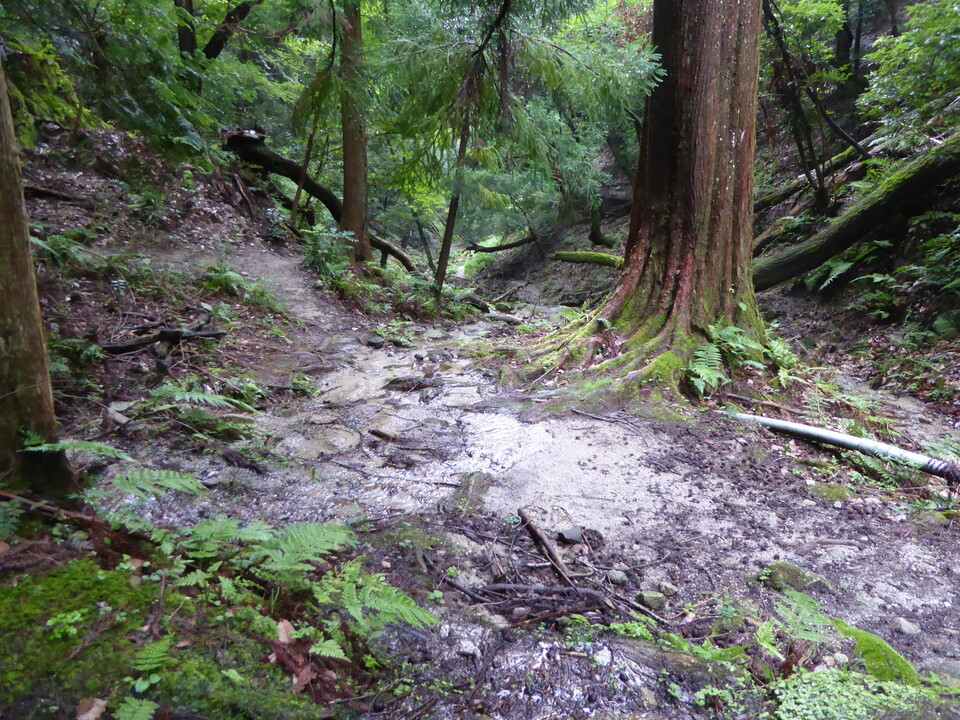 P1020654_mid.jpg