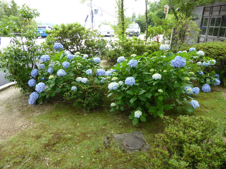 P1060281_mid.jpg