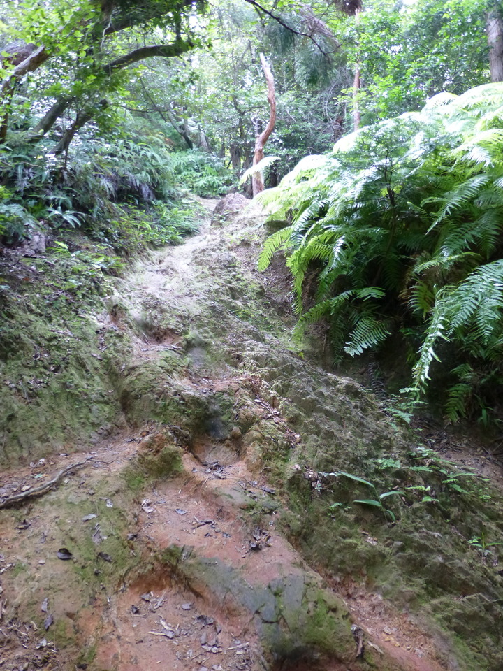 P1070533_mid.jpg
