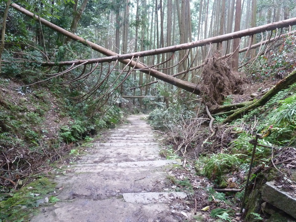 P1170377_mid.jpg