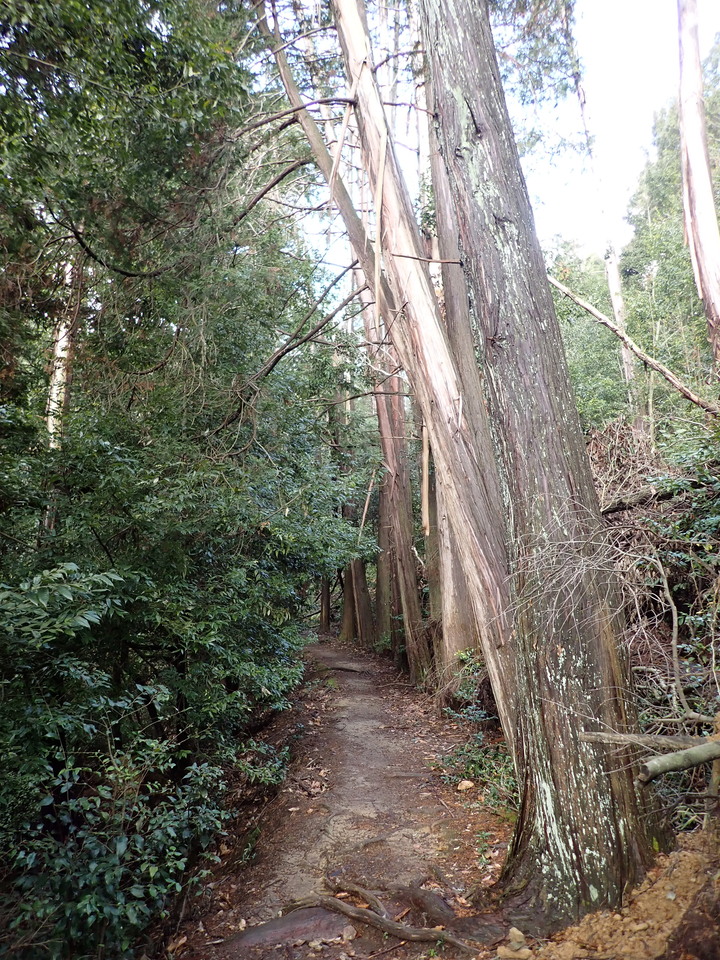 P2232786_mid.jpg