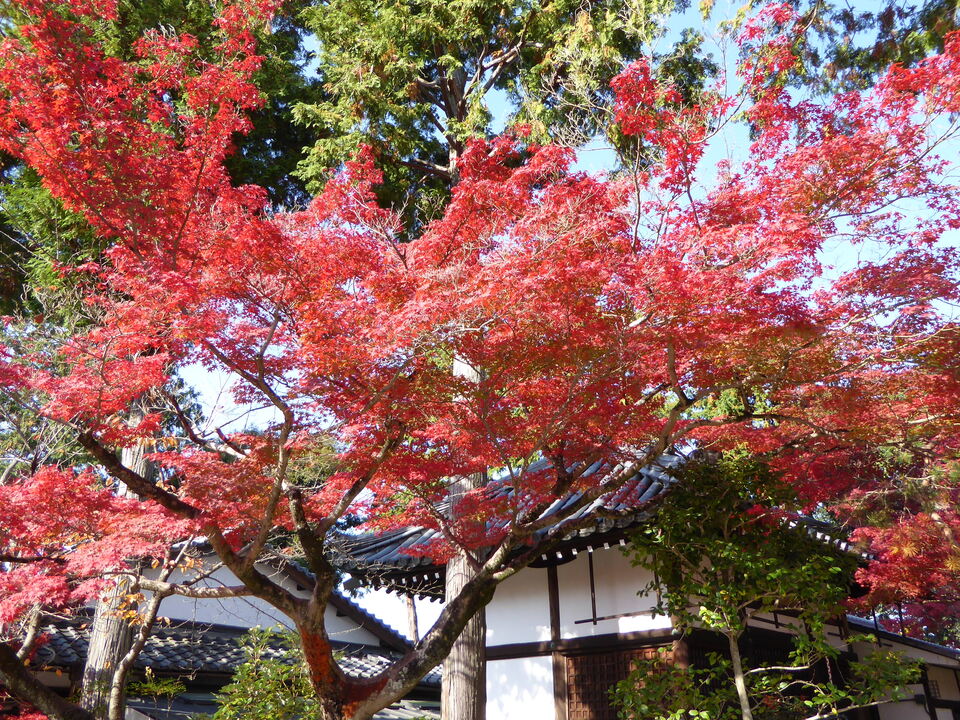 P1010975_mid.jpg