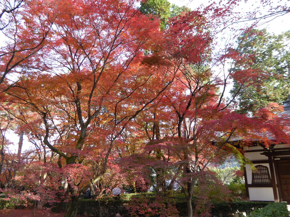 P1020026_mid.jpg