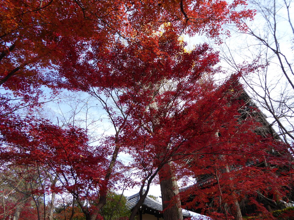 P1020081_mid.jpg