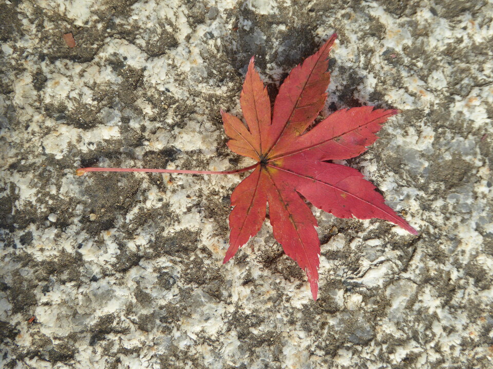 P1020102_mid.jpg