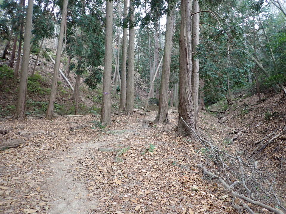 PC198155_mid.jpg