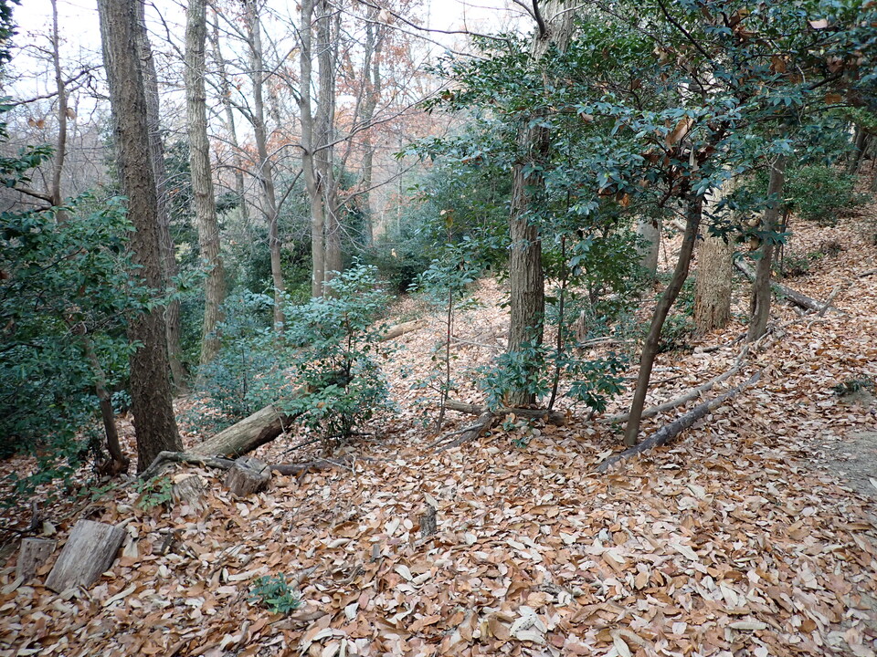 PC238225_mid.jpg