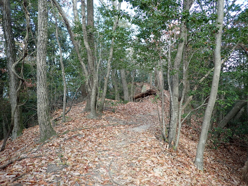 PC238227_mid.jpg