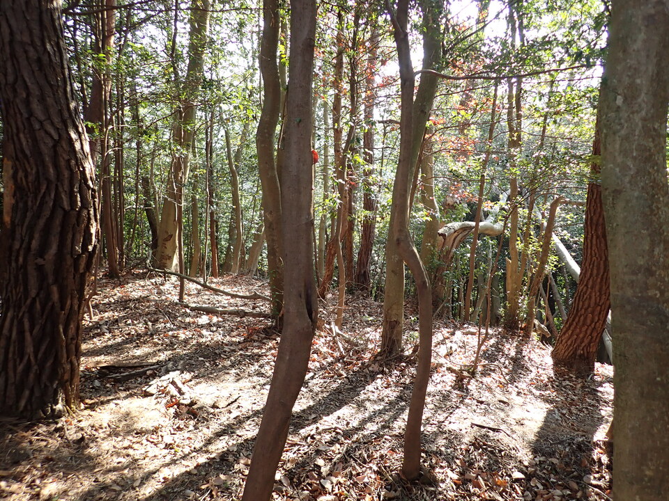 PC238349_mid.jpg