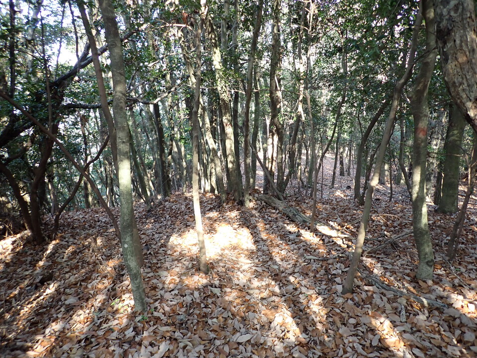 PC238438_mid.jpg