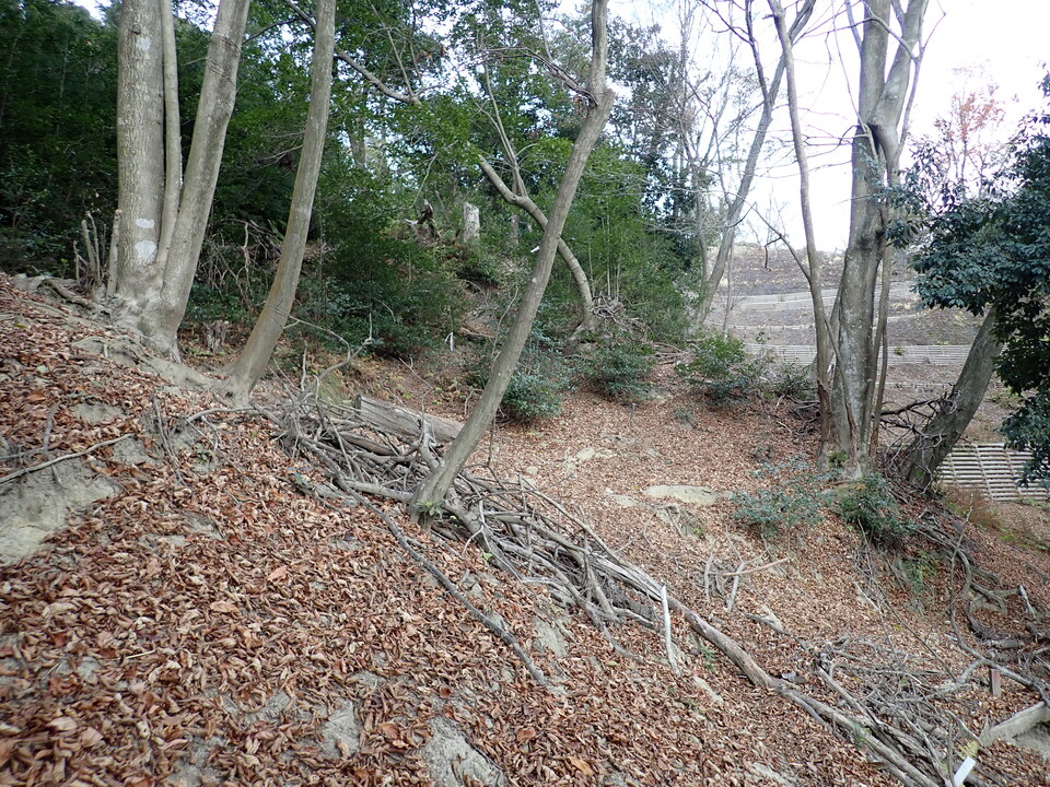 PC268601_mid.jpg