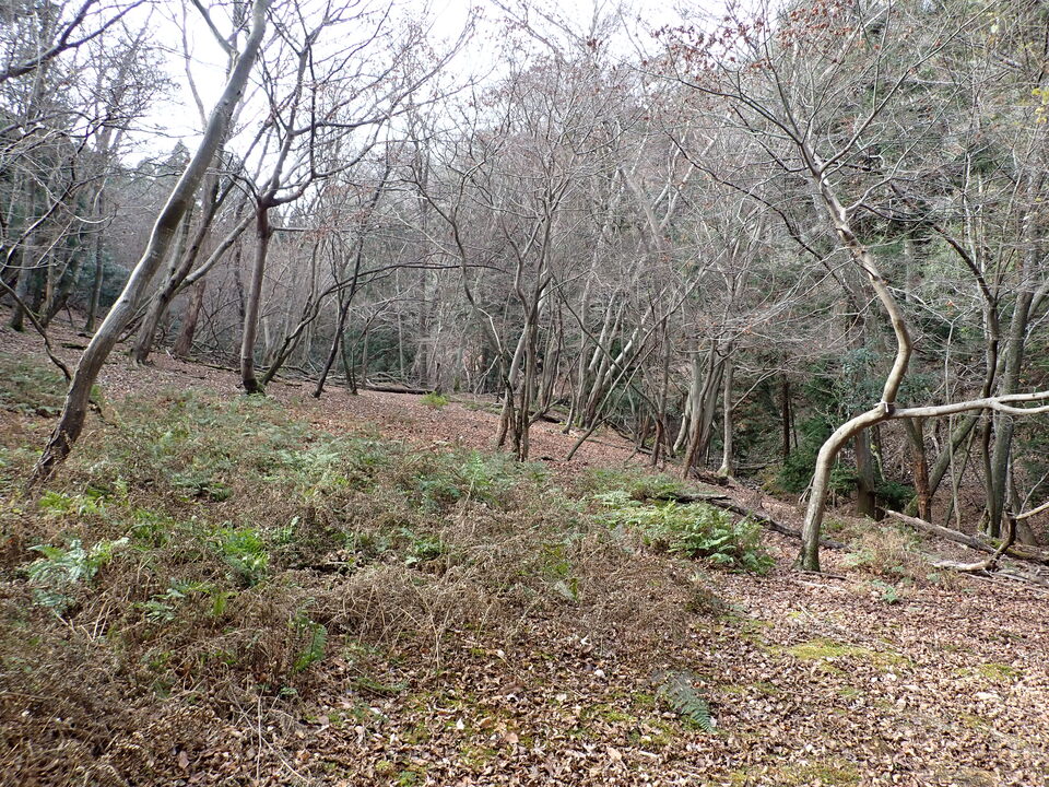 PC268701_mid.jpg
