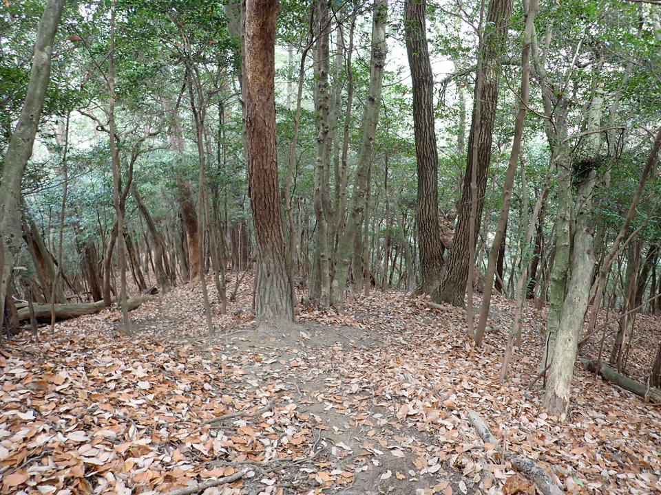 PC268727_mid.jpg