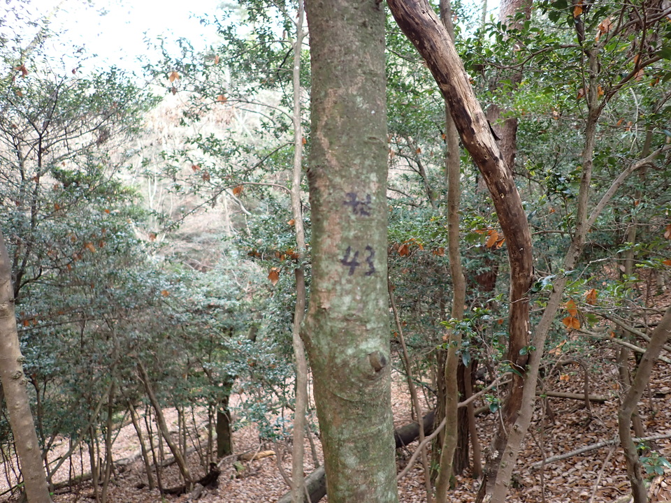 PC268753_mid.jpg