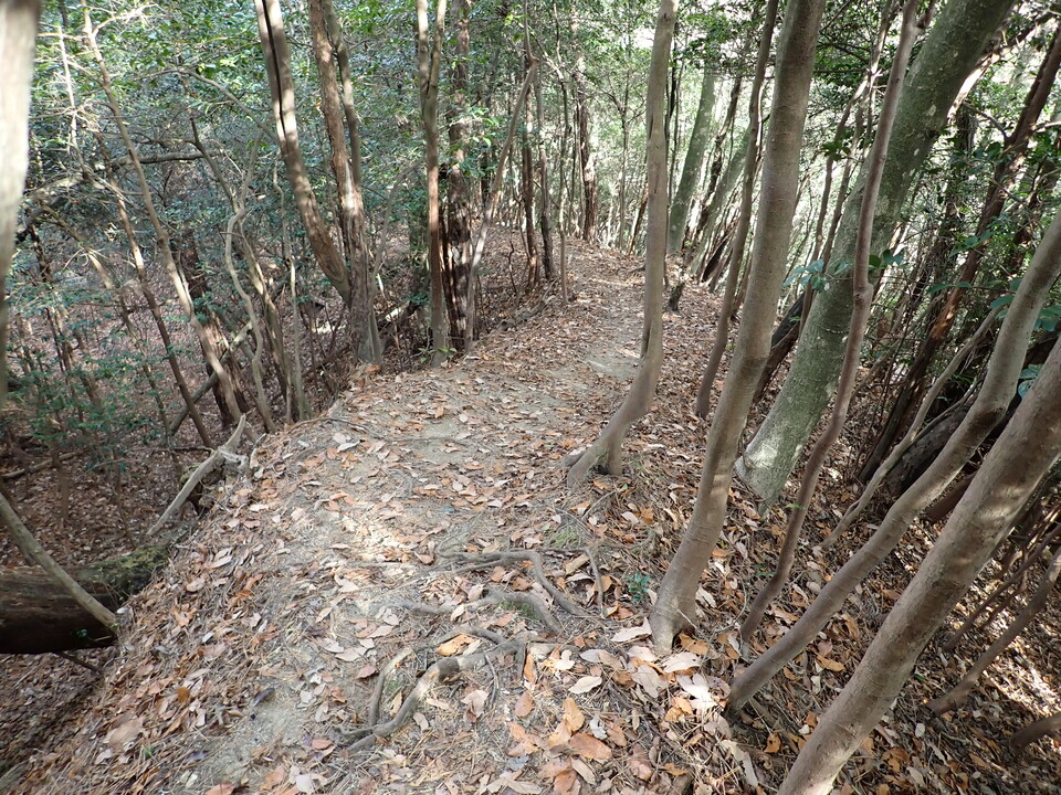 PC268768_mid.jpg
