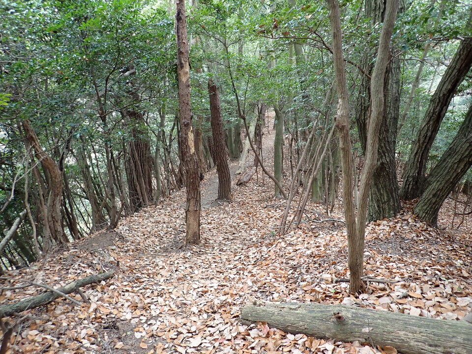PC268772_mid.jpg