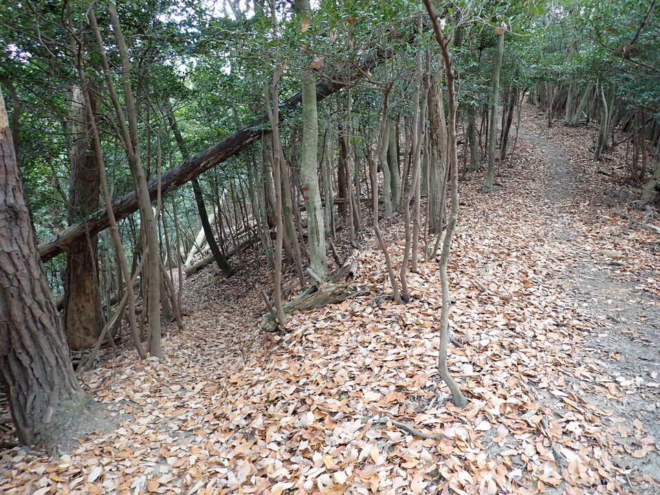 PC268782_mid.jpg