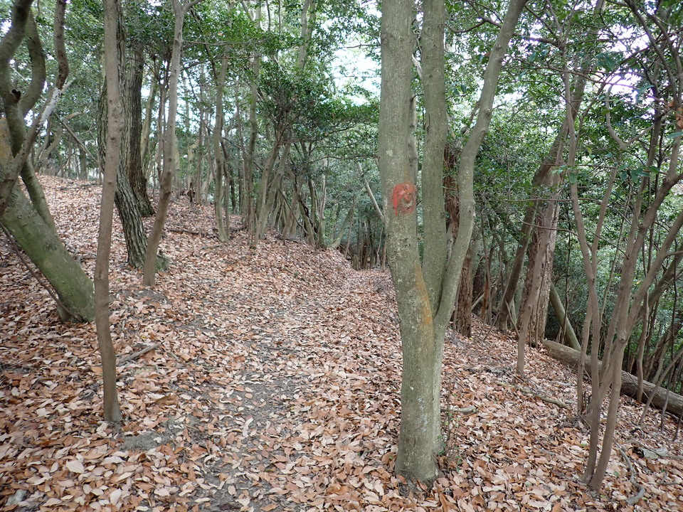 PC268785_mid.jpg